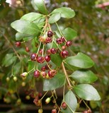 Blepharocalyx cruckshanksii