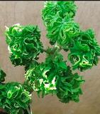 GERANIUM-ANTI-MOUSTIQUE