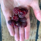 mure de boysen fruits