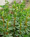 congona-epice-cannelle