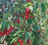 cornouiller cornus mas