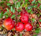 cranberry-fruits