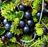 empetrum-baies-CAMARINE-vente