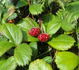 fragaria chiloensis-fraises des sables