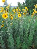 helianthus-mollis