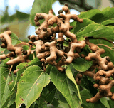 HOVENIA DULCIS FRUIT