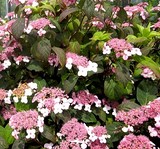 hydrangea thé