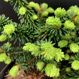 sapin pousses thé chai balsamea