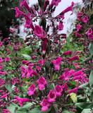 lepechinia-salviae-fleurs