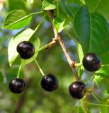 PRUNUS-MAHALEB-FRUITS-acheter