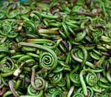 cross-fougere-comestible