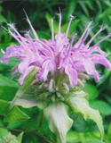 monarda-fistulosa