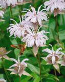 monarda-braburiana
