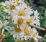 montanoa marguerite géante