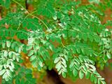 moringa-fleurs-super-legume-acheter