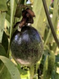 passiflore colville fruits