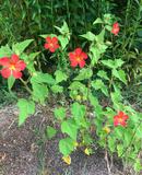 pavonia-missionum-hibiscus
