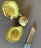 avocatiers france fruits