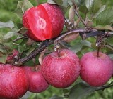 POMME SANGUINE ROUGE