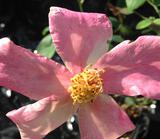 ROSA-CHINENSIS