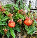 MURE RUBUS TAIWAN