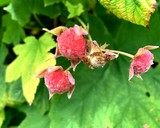 rubus odoratus