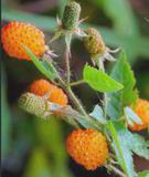 RUBUS-XANTHOCARPUS-FRUITS