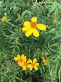 tagetes-lemonii-fleurs