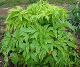 CELERI GEANT DE COREE