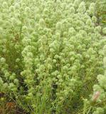 THYM RESINEUX ESPAGNE