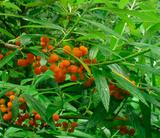 debreaseasia-edulis-fruits-acheter